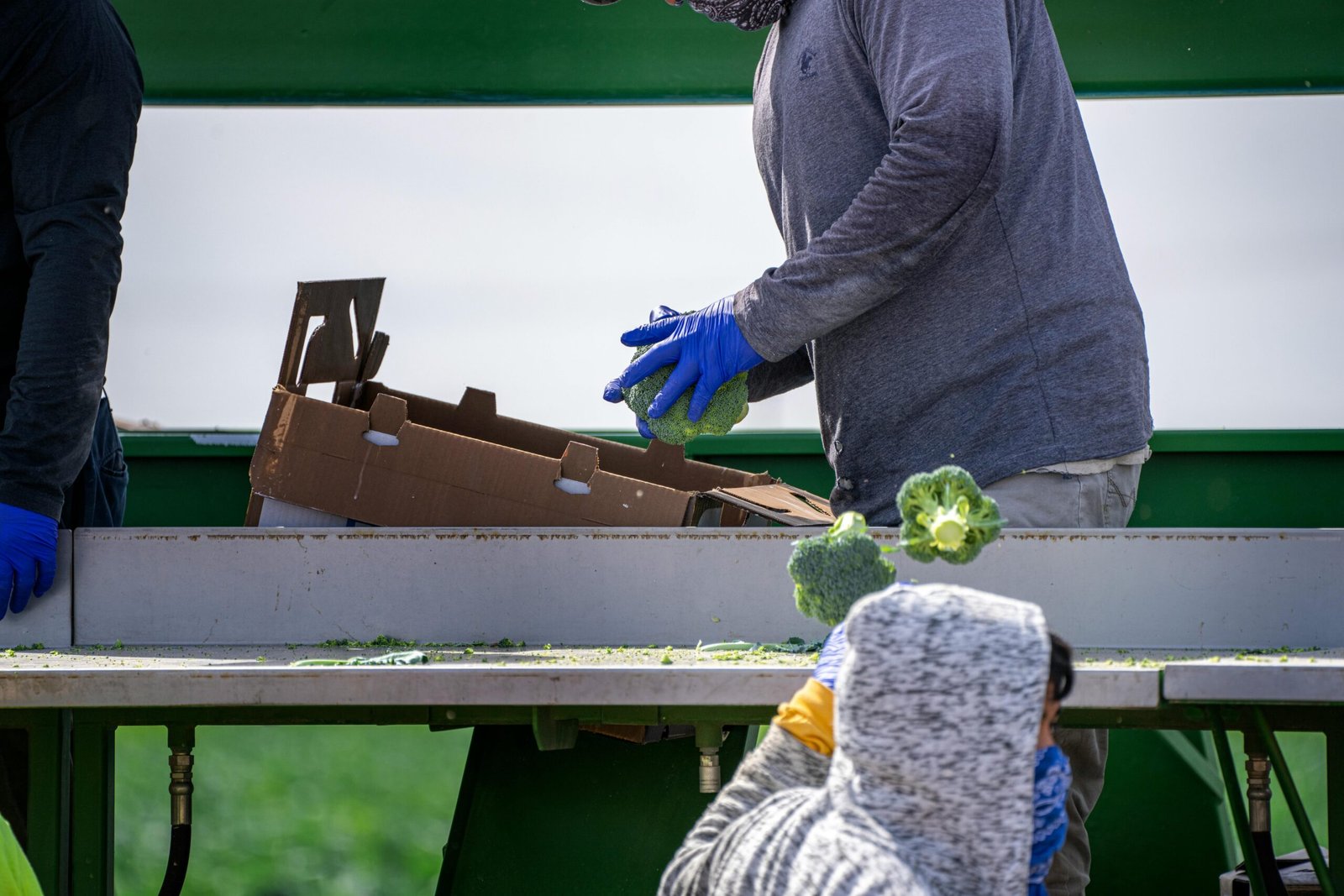 pexels nc farm bureau mark 11678433 scaled.jpg